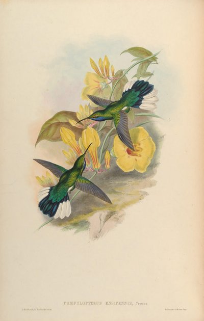 Campylopterus ensipennis - John Gould